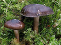 Hygrophorus camarophyllus